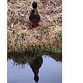  Water, Duck, Mirror Image