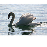   Water, Swim, Swan