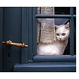   Cat, Window