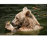   Holding, Water, Bear