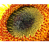   Sonnenblume