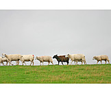   Individuality & Uniqueness, Sheep, Black Sheep