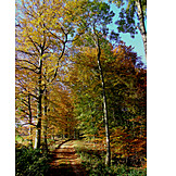  Weg, Herbstwald