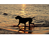   Sunset, Water, Dog