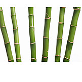  Bambus