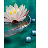   Water lily, Spa, Bath beads