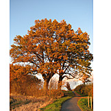   Baum, Herbst