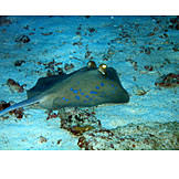   Ray, Blue spotted stingray