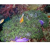   Fish, Sea anemone