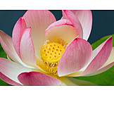   Lotus, Lotusblüte