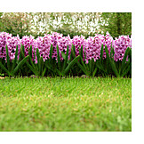   Park, Garden, Flower bed, Hyacinth