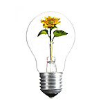   Umweltschutz, Sonnenblume, Glühbirne, ökologie, Alternative energie