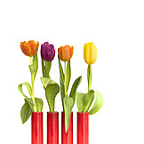   Tulpe, Frühlingsblume, Blumenvase, Blumendekoration