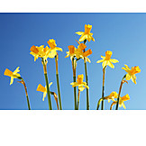   Daffodil, Daffodil blossom