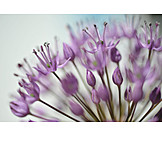   Blossom, Chive, Allium flower
