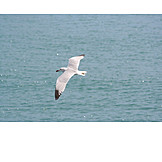   Bird, Seagull