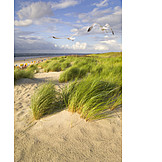   Dune, Langeoog, Coastline