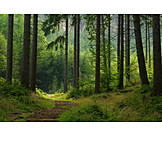   Wald, Waldweg, Wanderweg