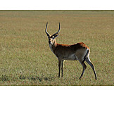   Antilope, Roter lechwe