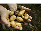  Harvest, Potato, Earthy