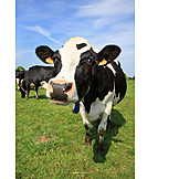   Kuh, Holstein, Rind