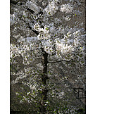   Kirschblüte, Kirschbaum