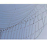   Spider web, Dew