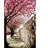   Cherry Blossom, Spring, Pavement