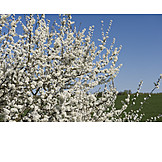   Kirschblüte, Kirschbaum, Blühen