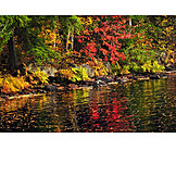   Autumn Forest, Ontario