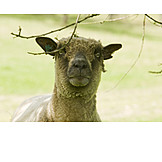   Schaf, Tierporträt