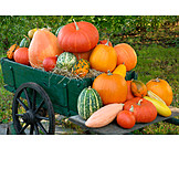   Squash, Harvest, Pumpkin harvest