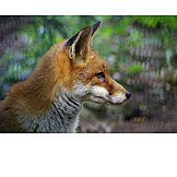   Fox, Red fox