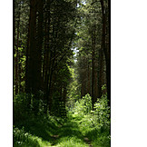   Wald, Hochsitz