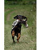   Retrieving, Hound, Austrian black and tan hound