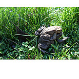  Mating, Toad, Frog Walk