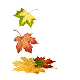   Leaves, Autumn leaves, Maple leaf, Maple tree