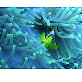   Unterwasser, Seeanemone, Anemonenfisch