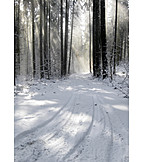   Winter landscape, Path, Coniferous