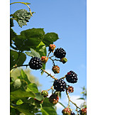   Blackberry, Blackberry bush