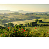   Landscape, Hill landscape, Tuscany