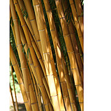   Bambus, Bambusrohr