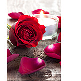   Valentine, Romantic, Red Rose