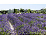   Provence, Lavendelfeld