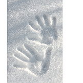   Snow track, Hand print
