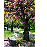   Park, Spring, Tree Blossom