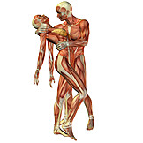   Anatomie, Muskelaufbau, 3d-rendering, Medizinische Grafik