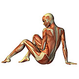   Anatomy, Muscle, Medical Illustrations