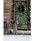   Winter, Hund, Ausgesperrt