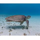   Schildkröte, Meeresschildkröte